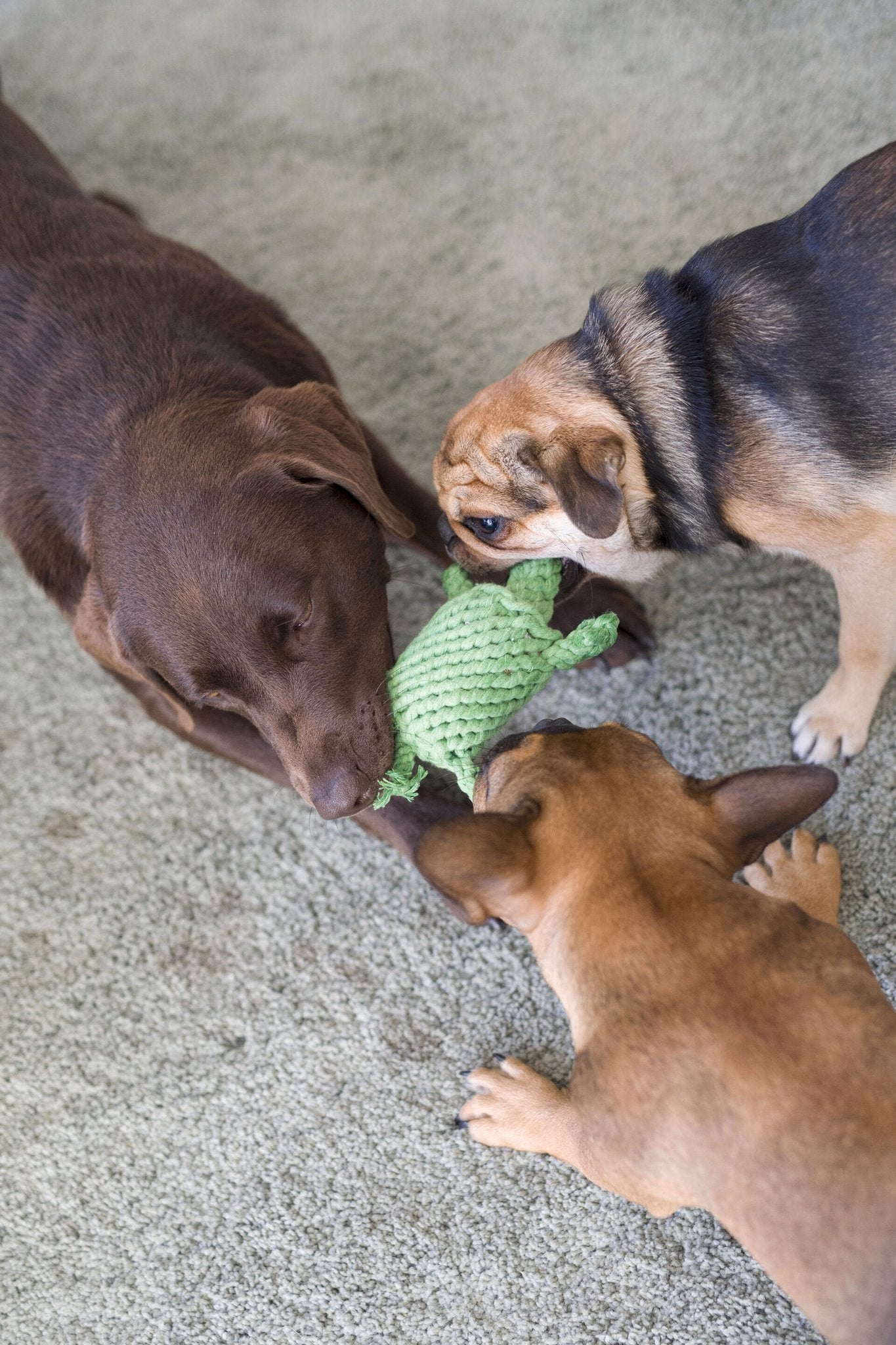 LABONI Little Ocean - Spielzeug-Set für Hunde aus zahnpflegendem Baumwolltau