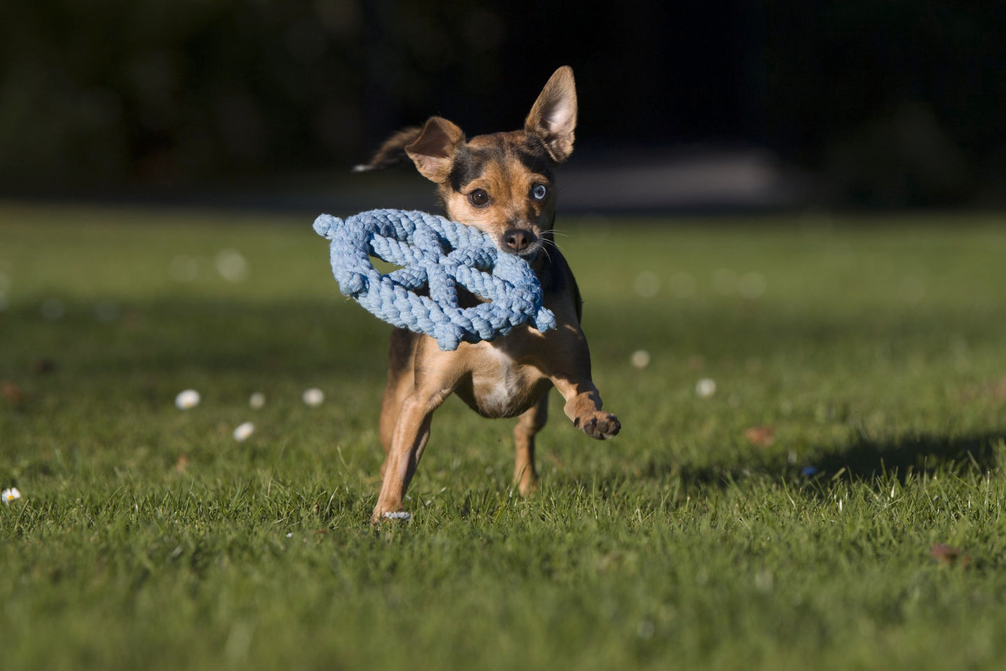 LABONI Ahoy - Spielzeugset für Hunde aus zahnpflegendem Baumwolltau