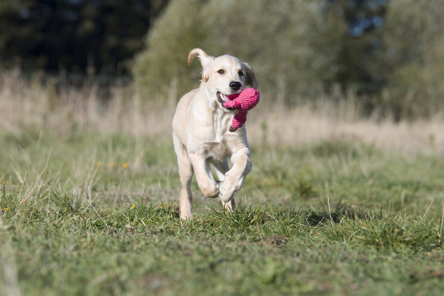 LABONI Summer Safari - Spielzeug-Set für Hunde aus zahnpflegendem Baumwolltau