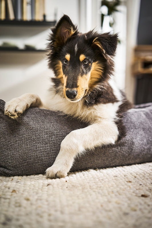 LABONI ORTHO Hundebett - TUDOR Orthopädisches Hundebett aus robustem Möbelstoff